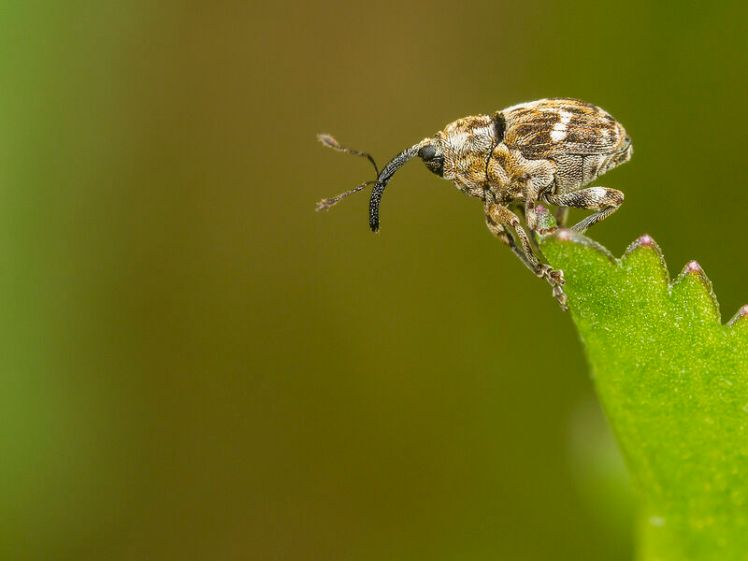 Kleines Insekt mit einem langen Rüssel sitzt auf einem Blatt.